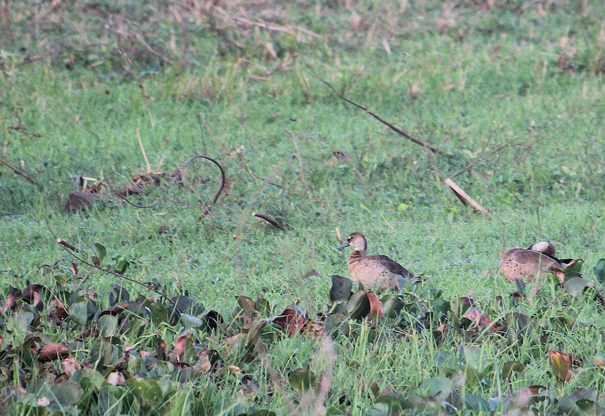 brasiland - ML646737128