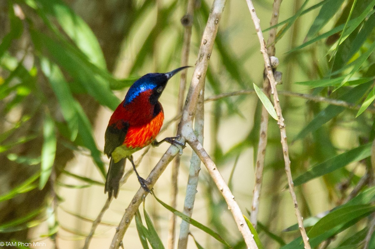 Траурная нектарница - ML646737140