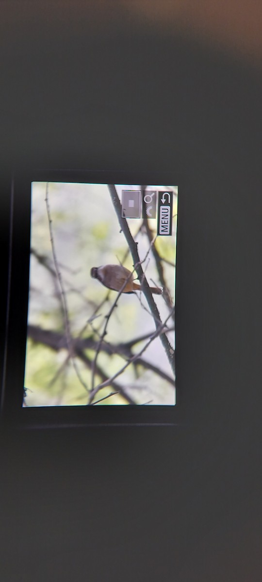 Gray Bushchat - ML646737141