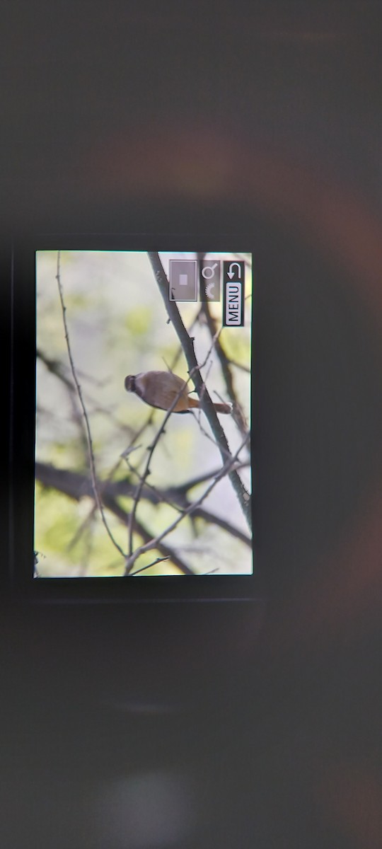 Gray Bushchat - ML646737142