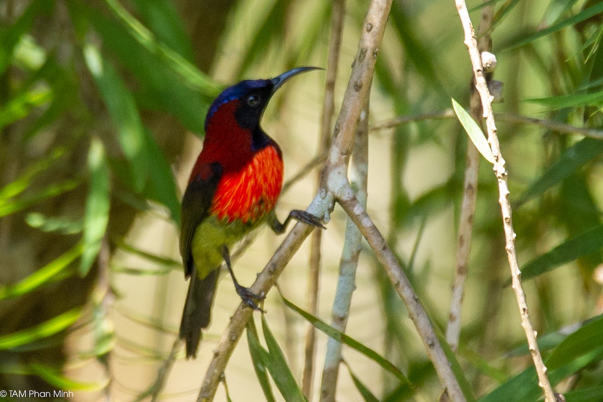 Траурная нектарница - ML646737144