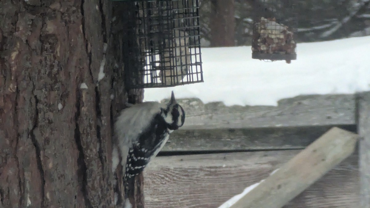 Sert Tüylü Ağaçkakan - ML646737145