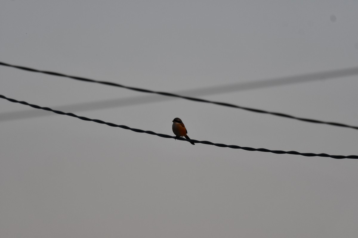 Long-tailed Shrike - ML646737146