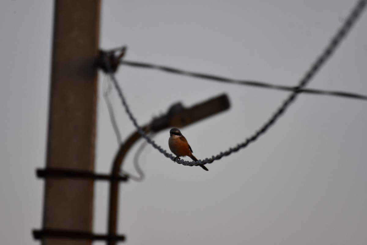 Long-tailed Shrike - ML646737147