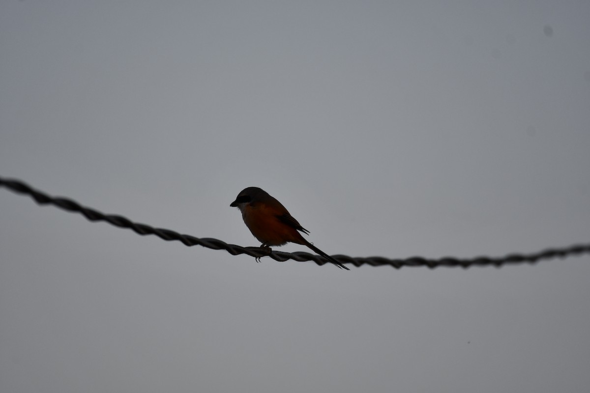 Long-tailed Shrike - ML646737148