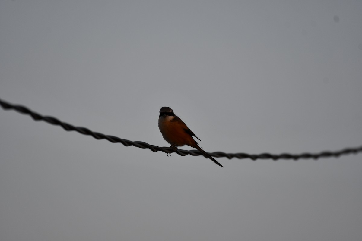 Long-tailed Shrike - ML646737149