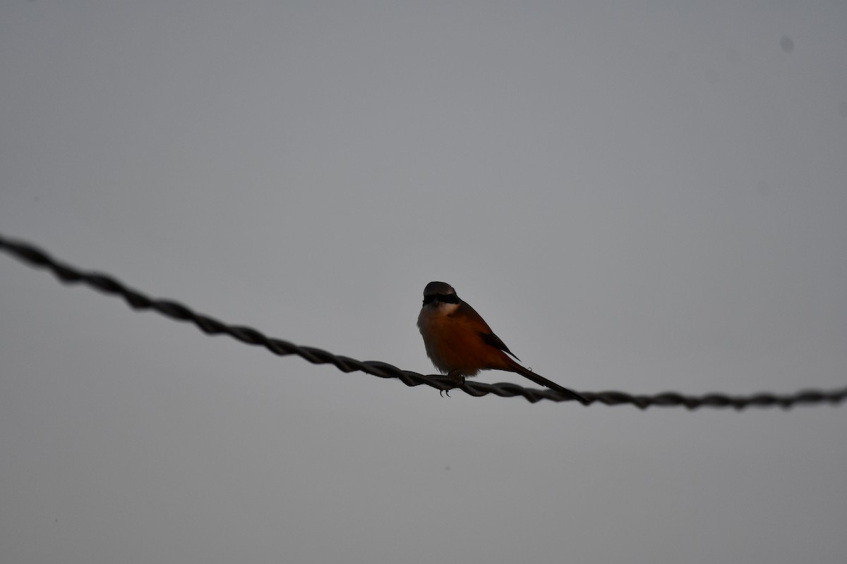 Long-tailed Shrike - ML646737150