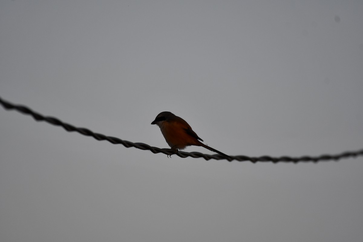 Long-tailed Shrike - ML646737151