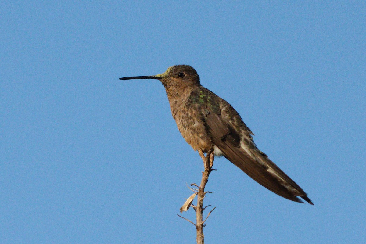 kjempekolibri - ML646737152