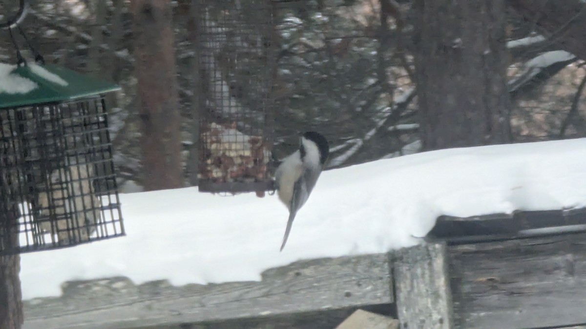 Amerika Baştankarası - ML646737153