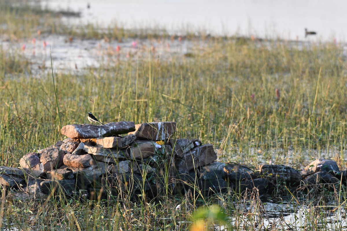 White Wagtail - ML646737157