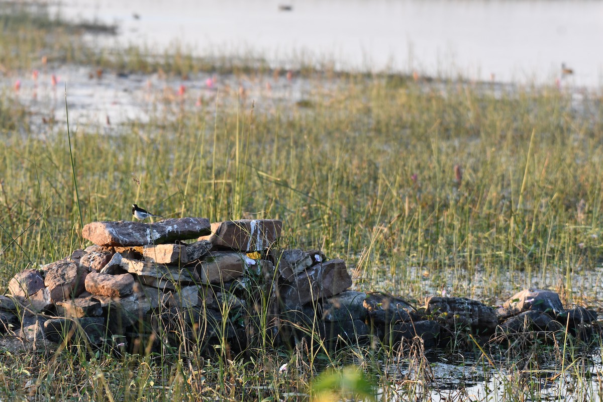 White Wagtail - ML646737158