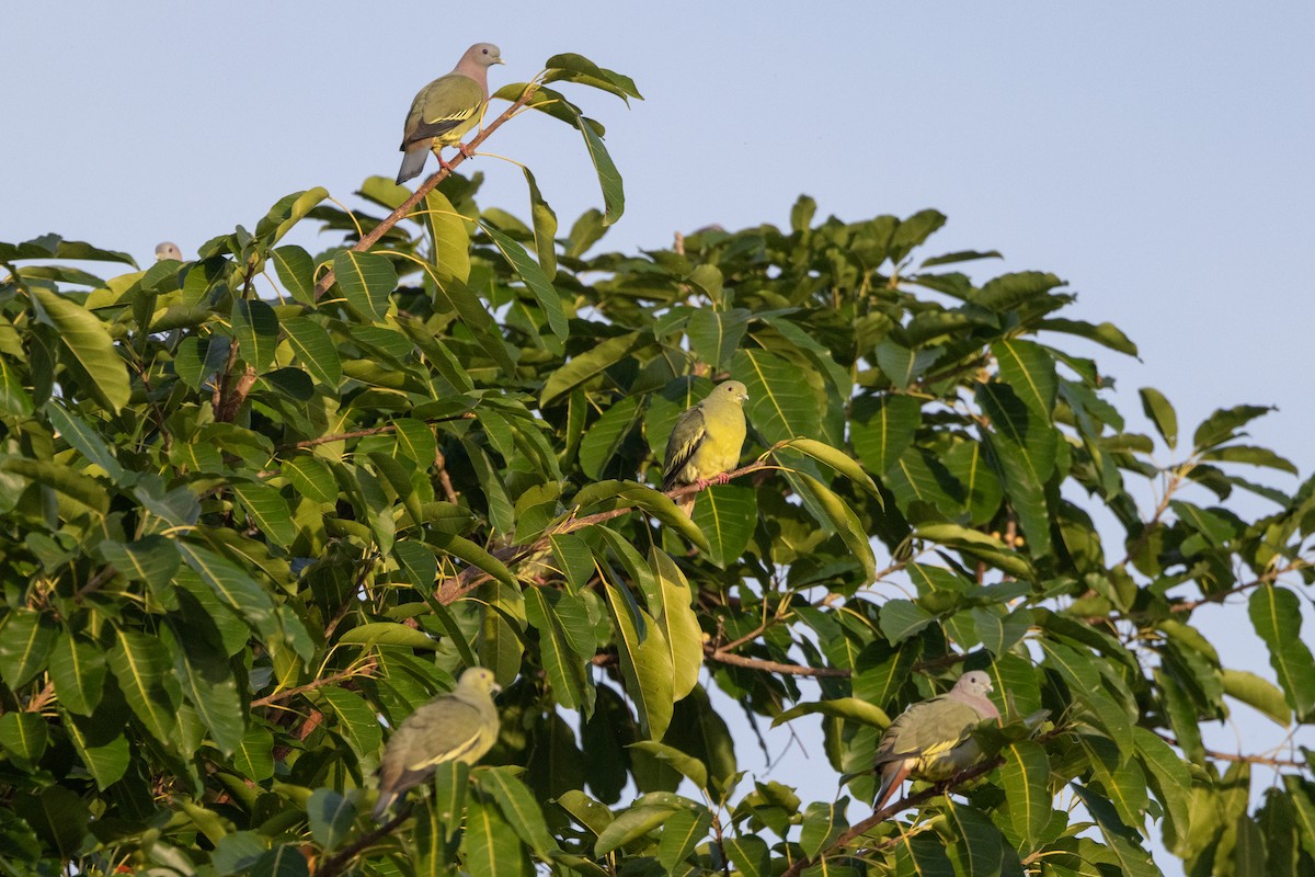 Вінаго оливковокрилий - ML646737159