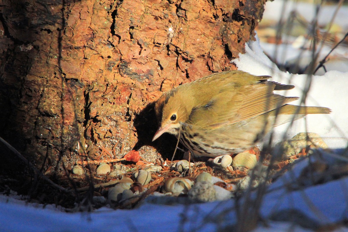 Ovenbird - ML646737163