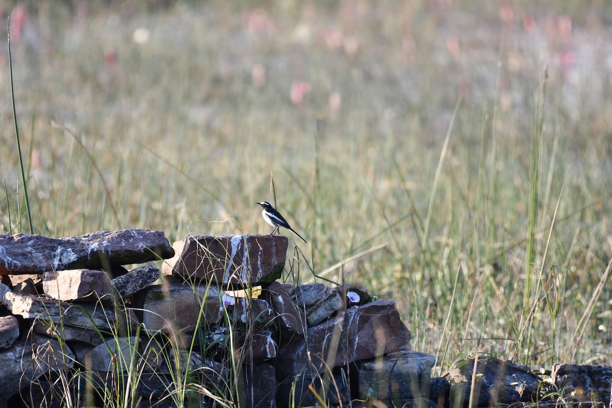 White Wagtail - ML646737171
