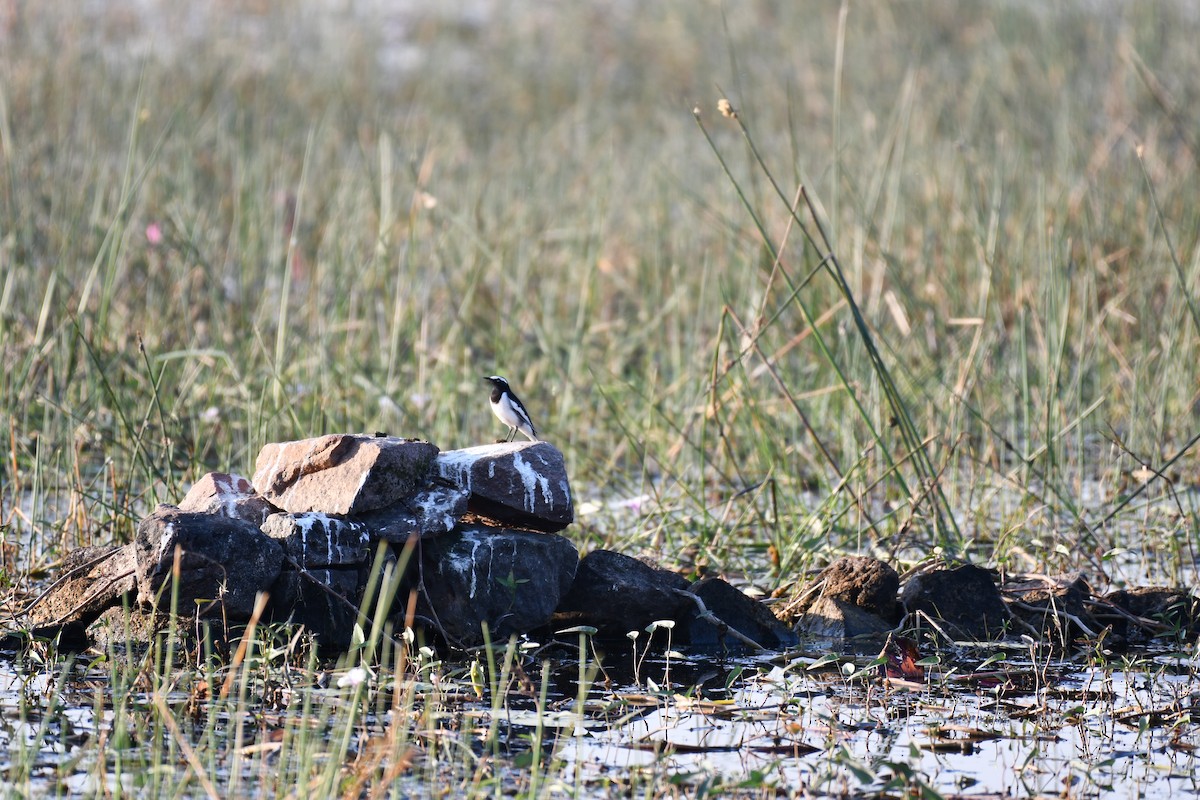 White Wagtail - ML646737172