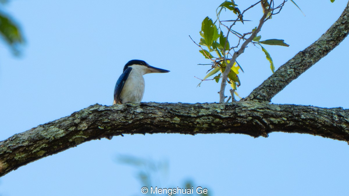Forest Kingfisher - ML646737174