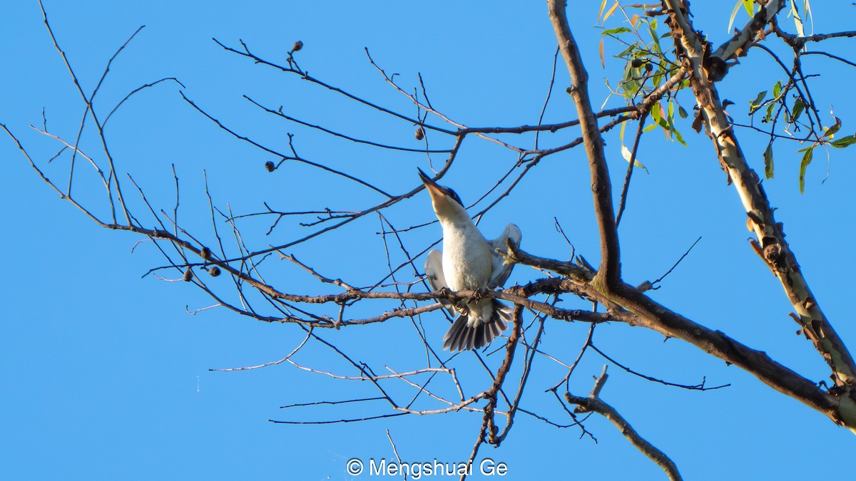 Forest Kingfisher - ML646737175