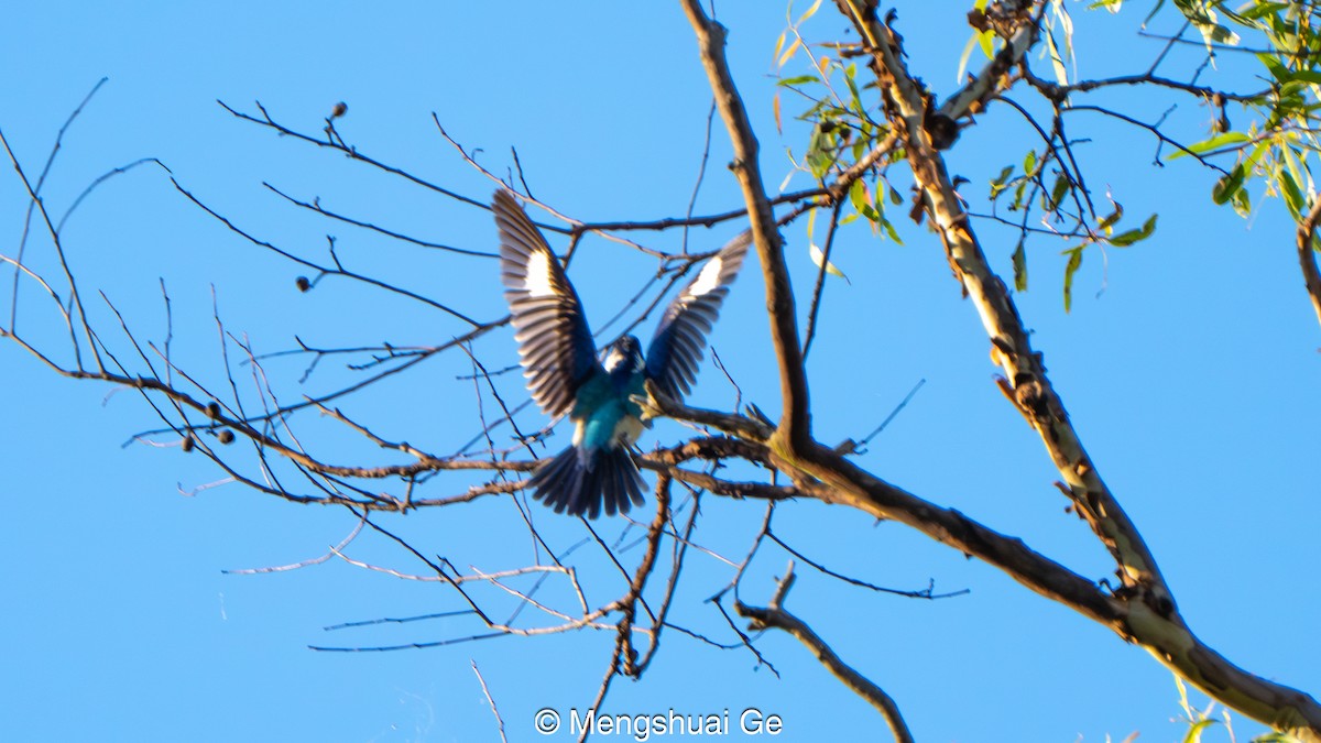 Forest Kingfisher - ML646737176