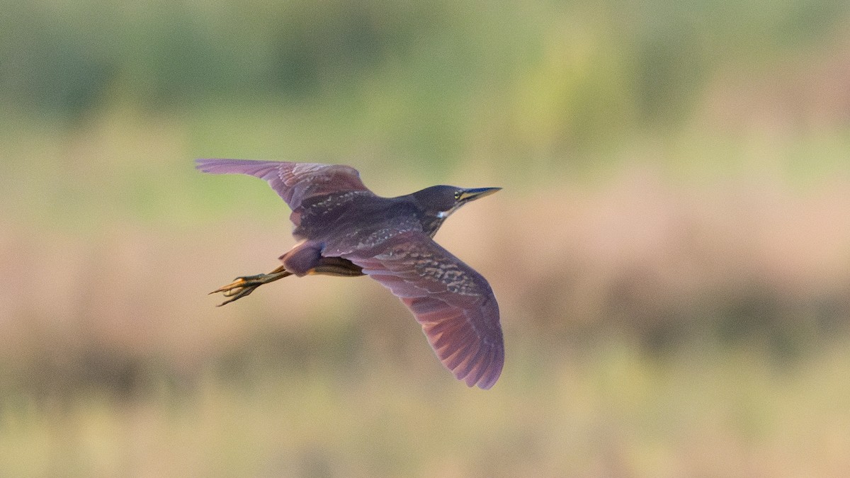 Бугайчик рудий - ML646737177