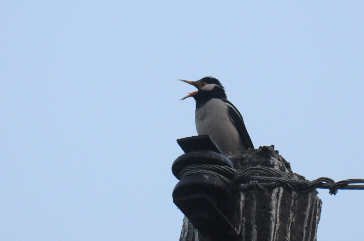 Indian Pied Starling - ML646737181