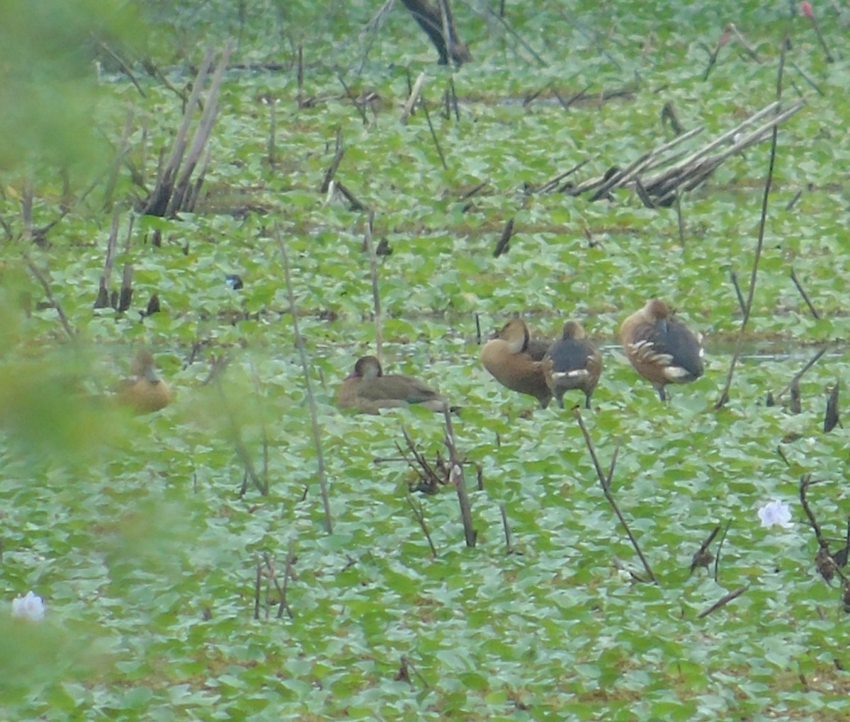 Brazilian Teal - ML646737182