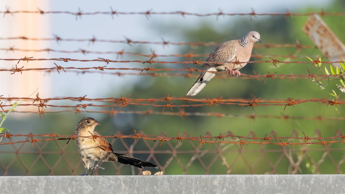 Коукал малий - ML646737184