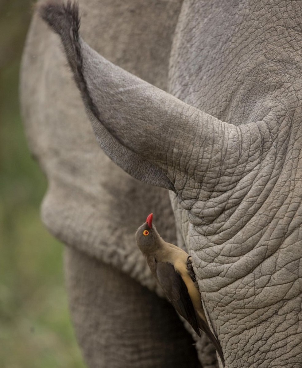 Red-billed Oxpecker - ML646737194