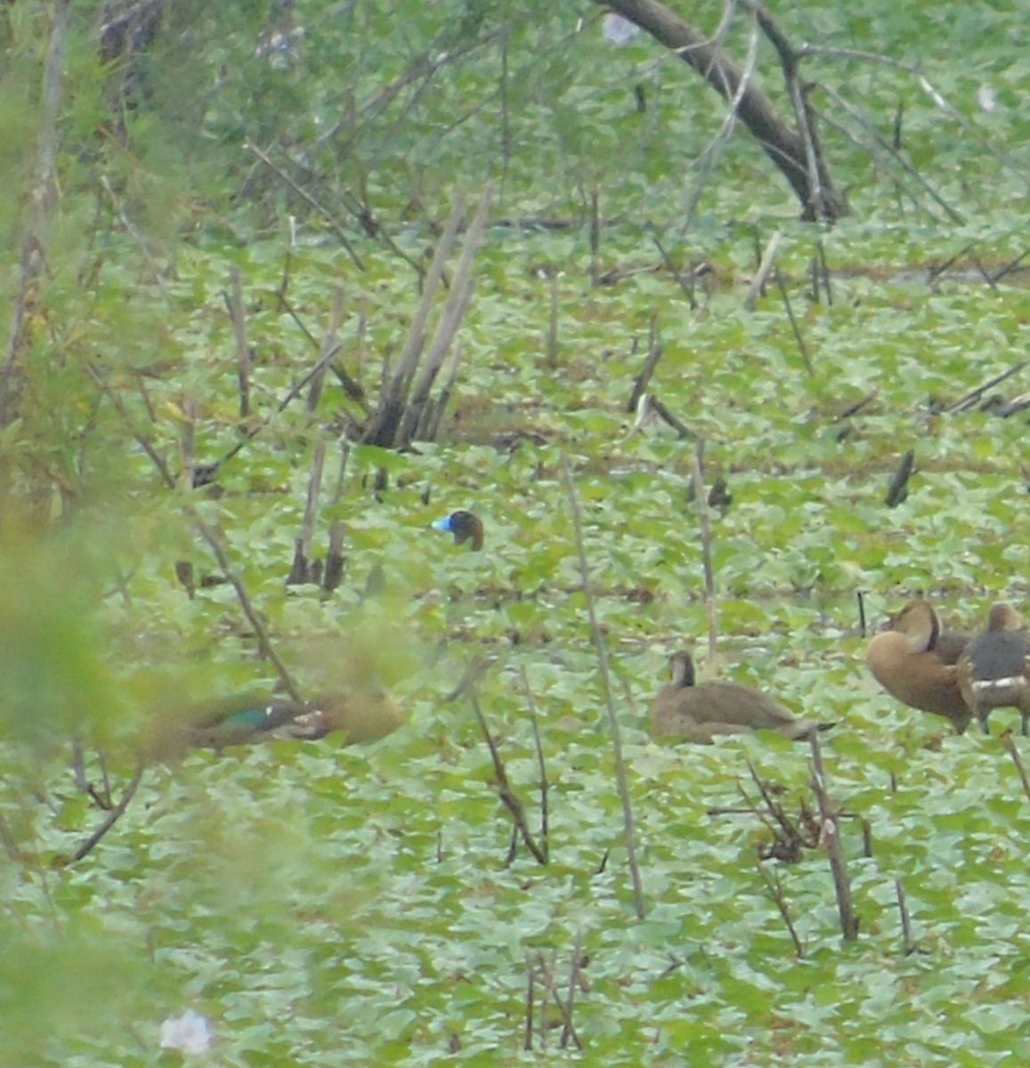 Савка маскова - ML646737195