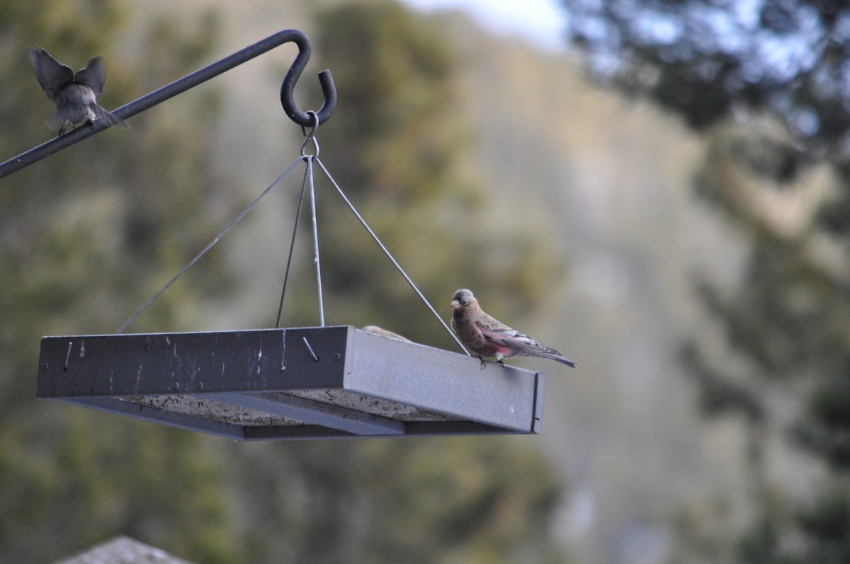 Brown-capped Rosy-Finch - ML646737198