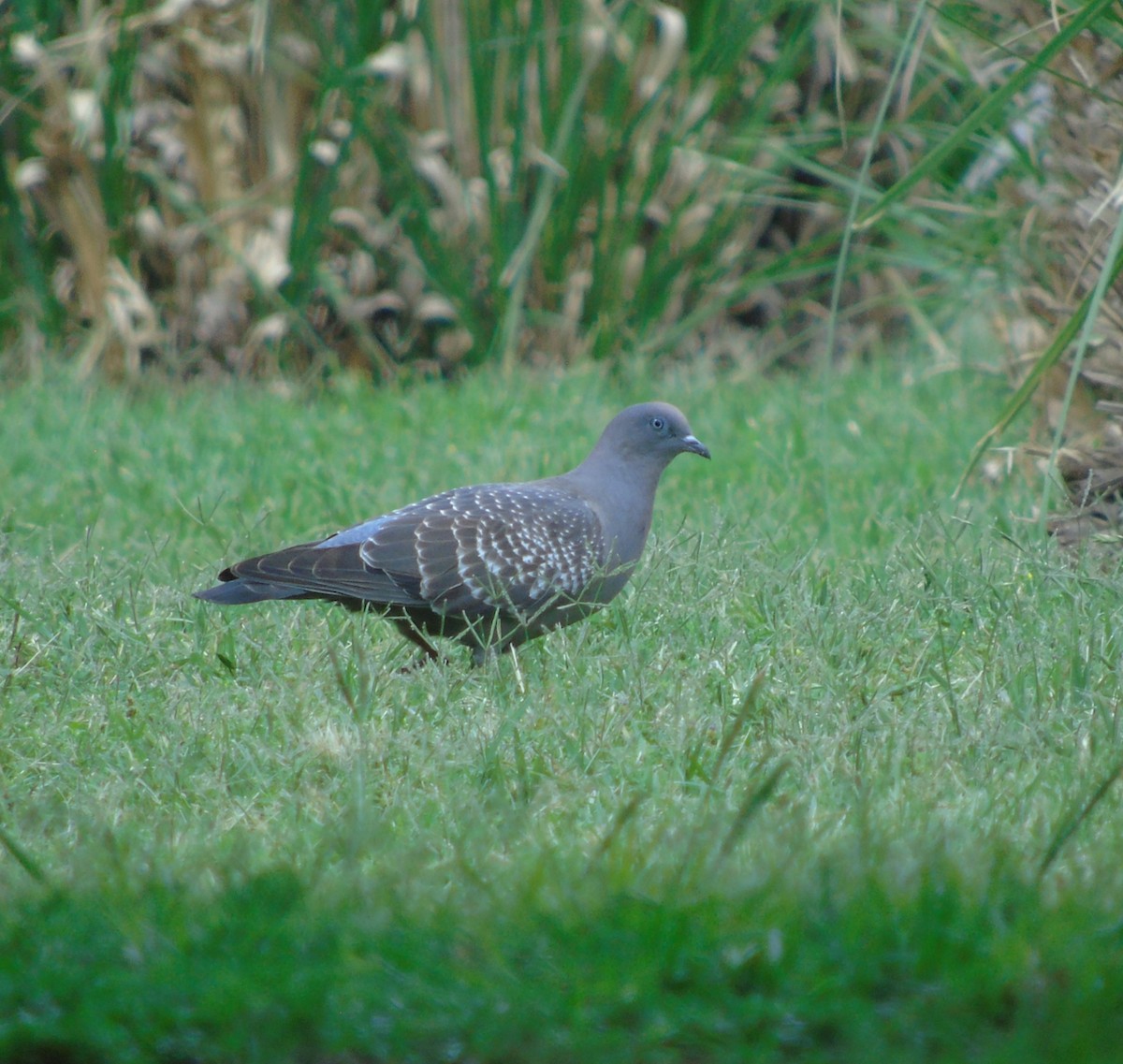 Fleckentaube - ML646737199