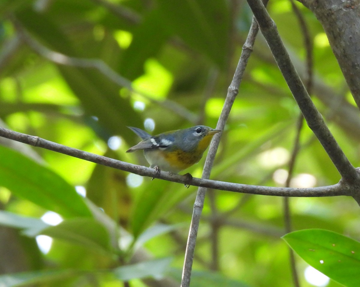 stryparula - ML646737203