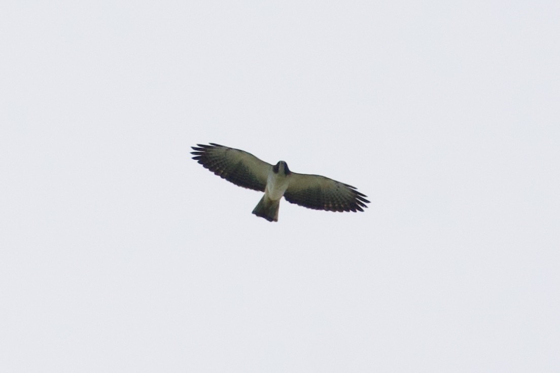 Short-tailed Hawk - ML646737205