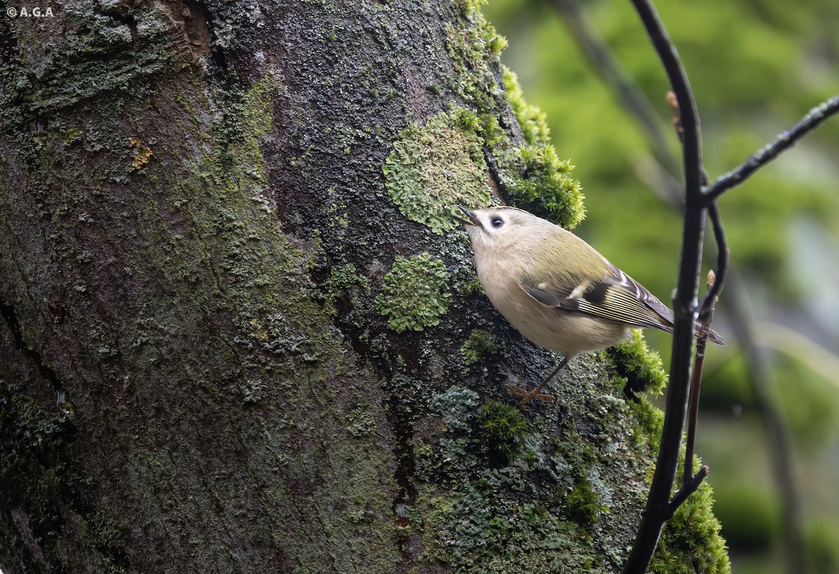 Goldcrest - ML646737206