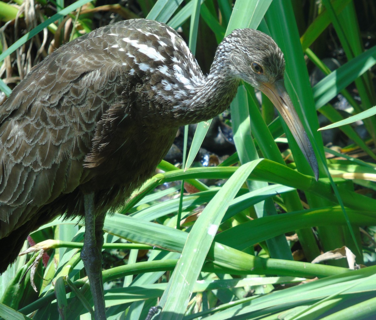 Rallenkranich - ML646737207