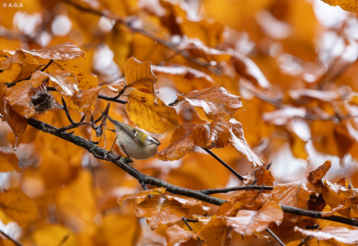 Common Firecrest - ML646737209