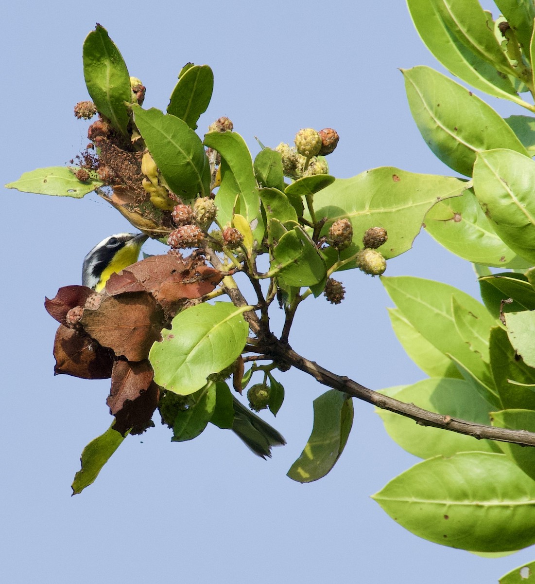 Yellow-throated Vireo - ML646737210