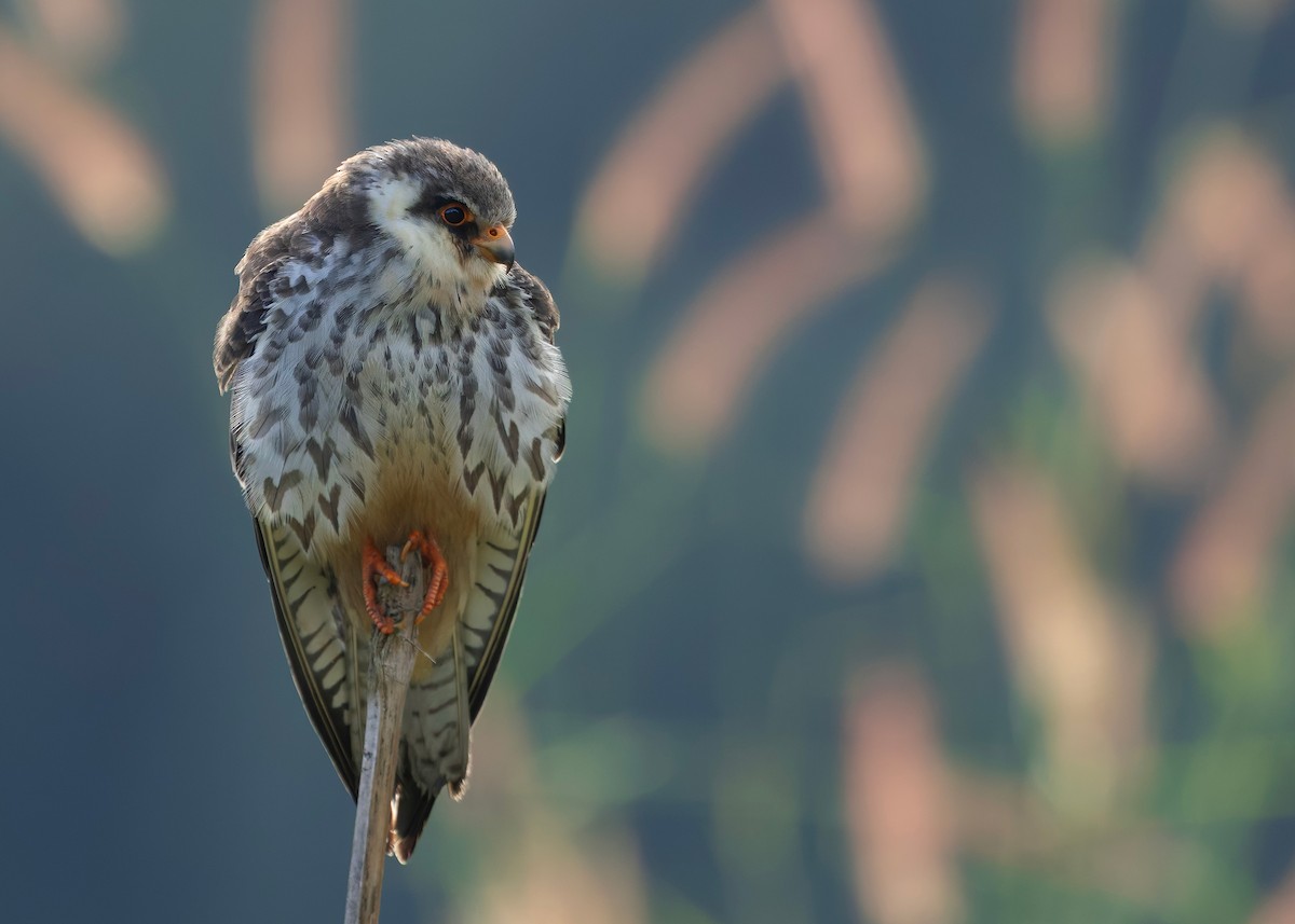 amurfalk - ML646737211