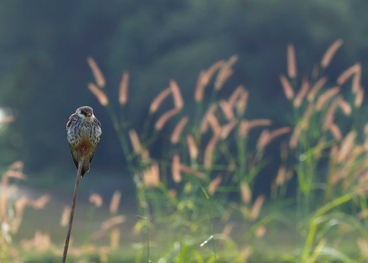 amurfalk - ML646737212