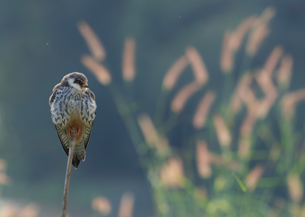 amurfalk - ML646737213