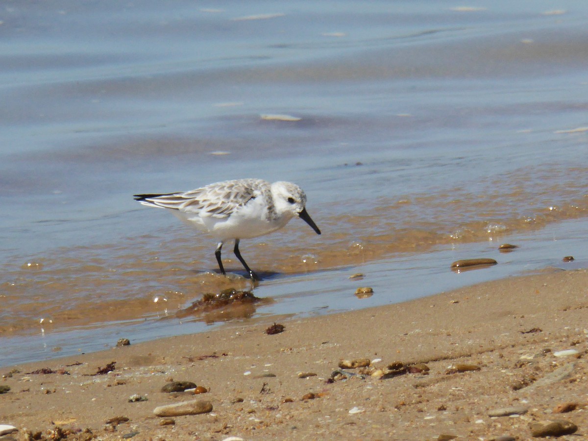 ミユビシギ - ML646737214