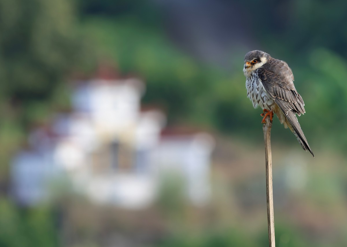 amurfalk - ML646737215