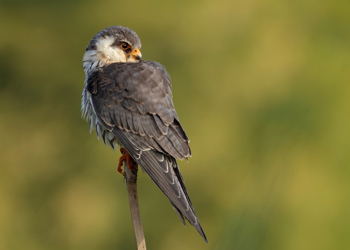 amurfalk - ML646737216