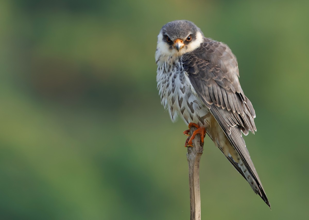 amurfalk - ML646737218