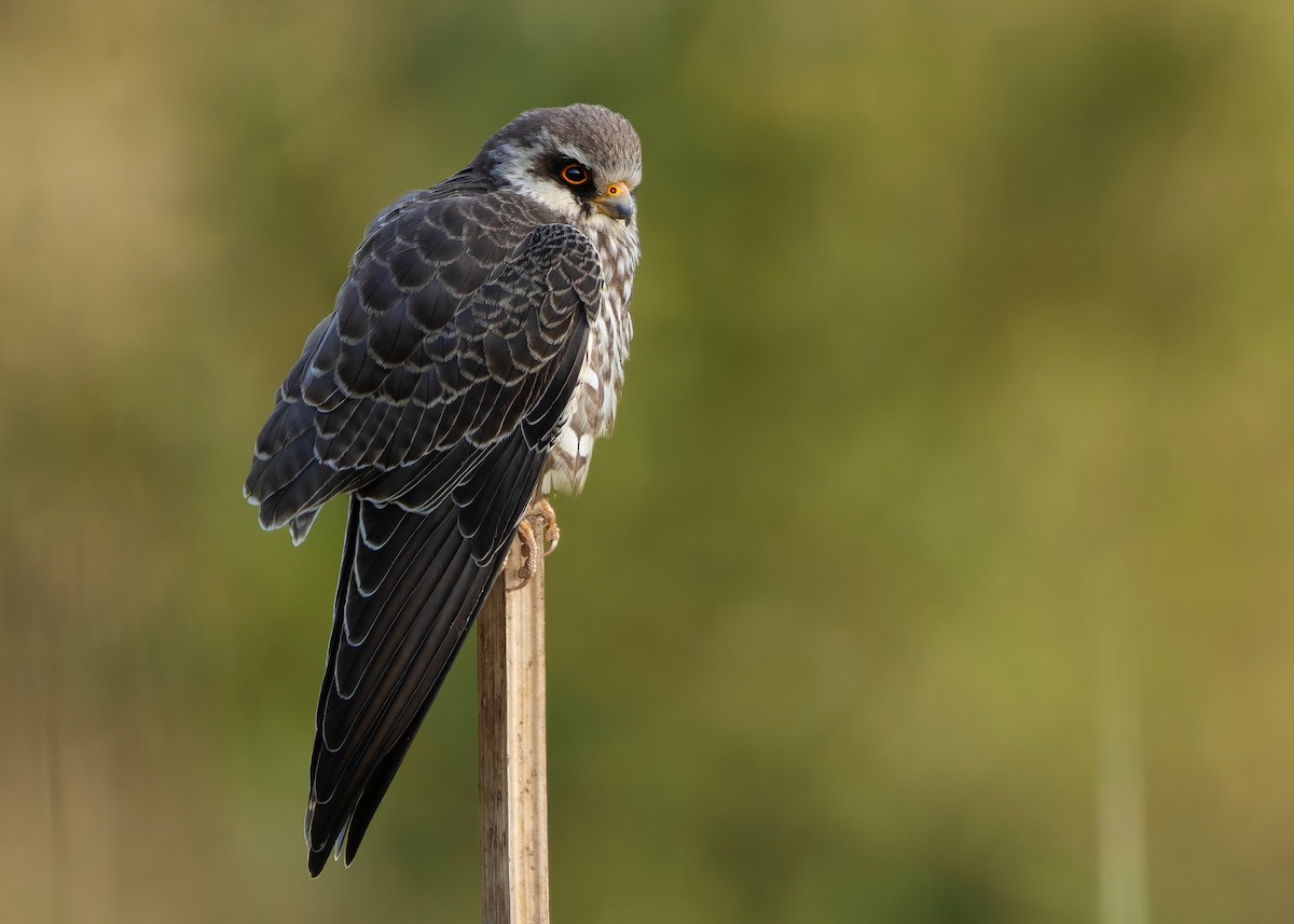 amurfalk - ML646737219