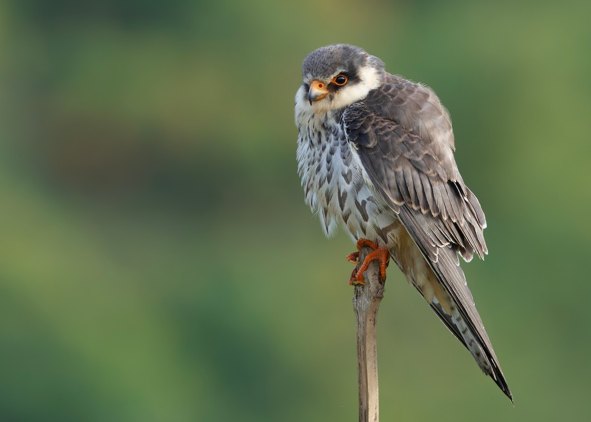 amurfalk - ML646737220