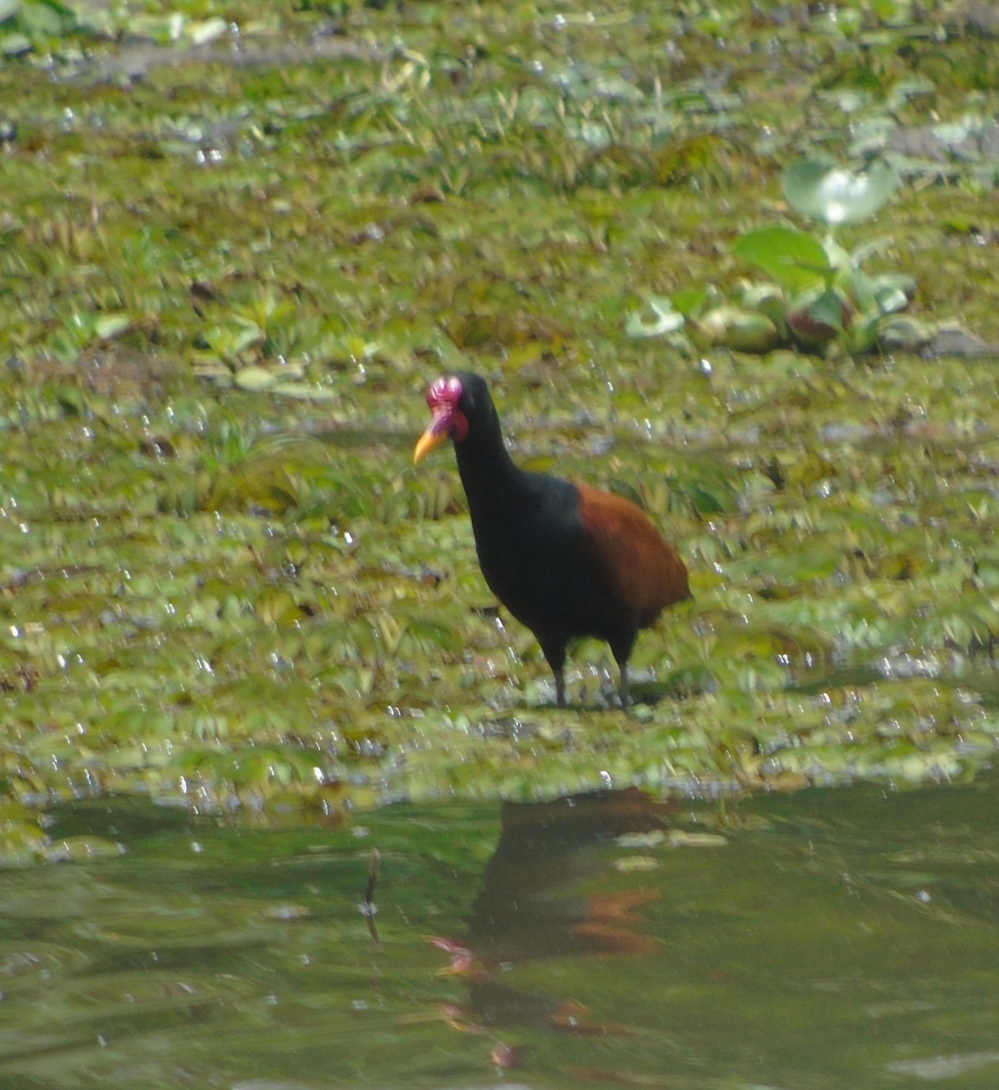 Rotstirn-Blatthühnchen - ML646737221