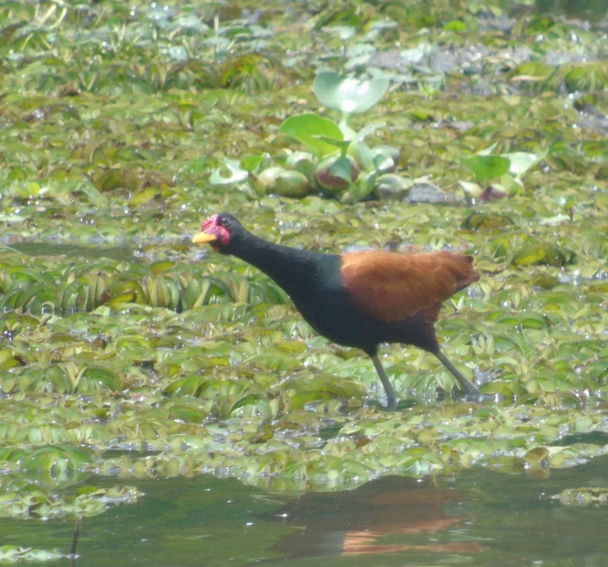 Rotstirn-Blatthühnchen - ML646737222