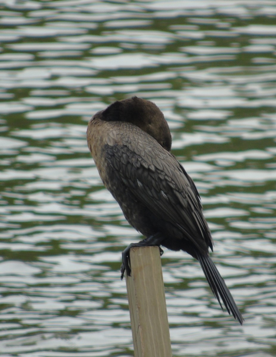 Humboldtscharbe - ML646737237