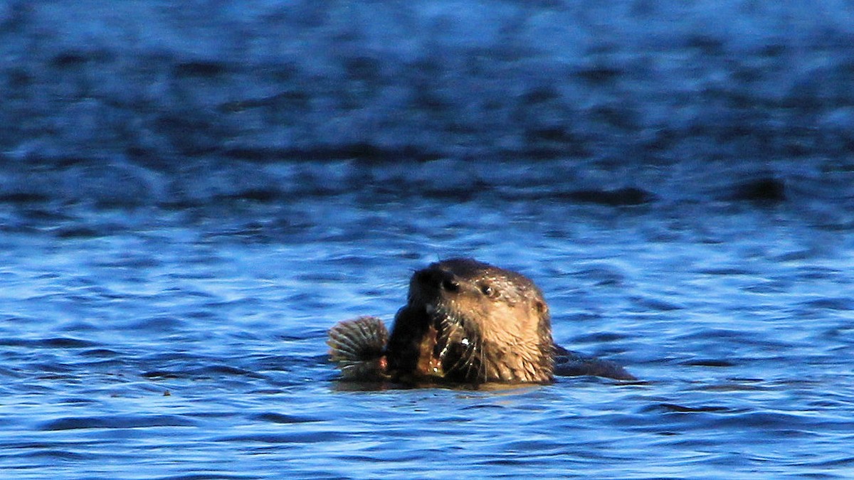North American River Otter - ML646737240